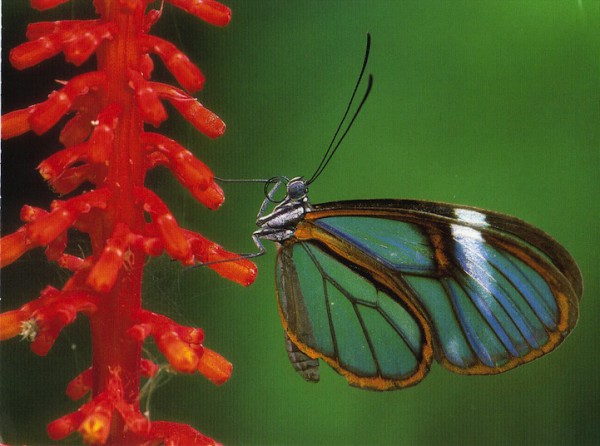 бабочка с прозрачными крыльями (12)