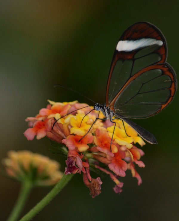 бабочка с прозрачными крыльями (11)