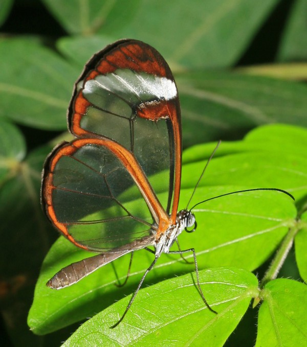 бабочка с прозрачными крыльями (10)
