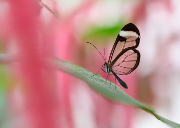 бабочка с прозрачными крыльями (9)