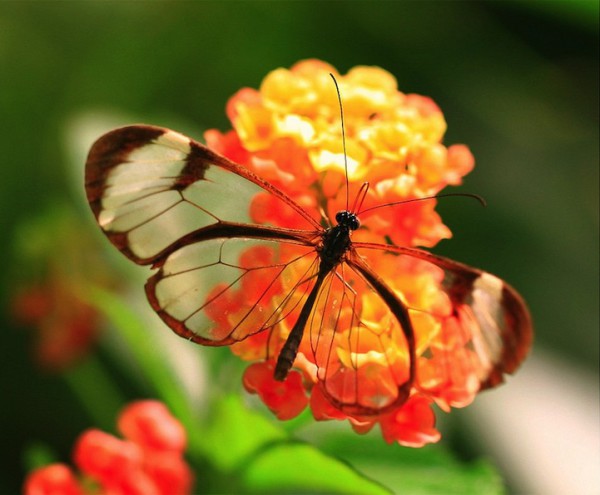 бабочка с прозрачными крыльями (8)