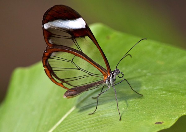 бабочка с прозрачными крыльями (6)
