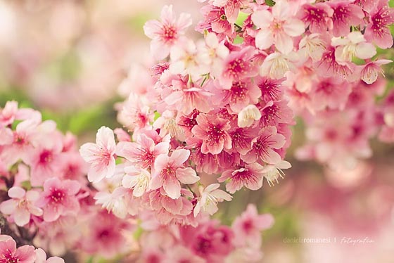 фото цветущей вишни (15)