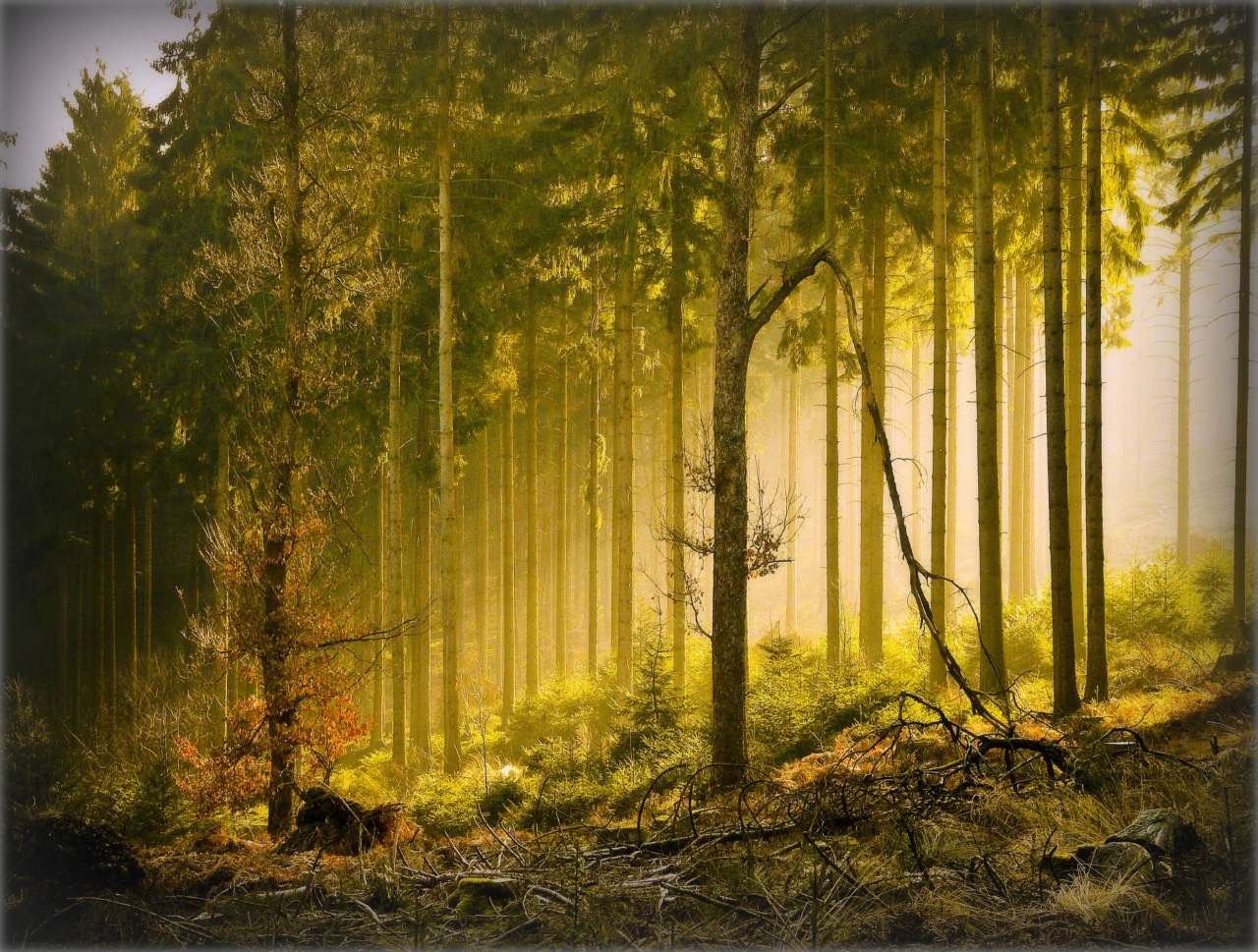 Картина Шварцвальд лес в солнечных лучах
