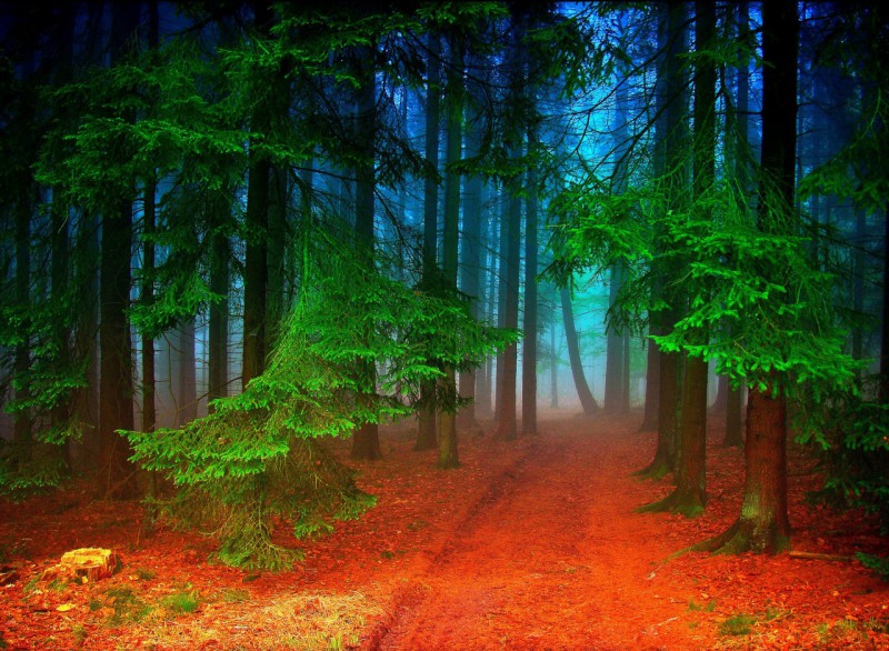 Уютный лес фото