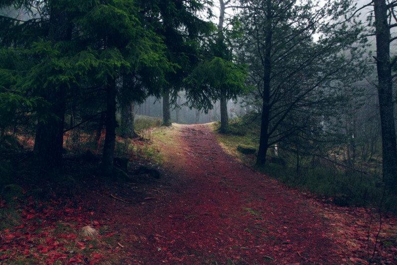 Обработка фото леса в фотошопе