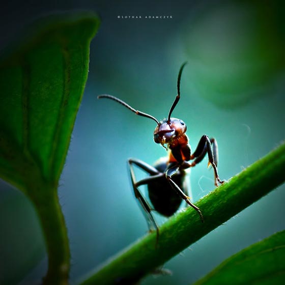 фото муравьев (1)