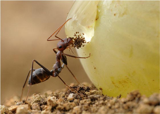 фото муравьев (37)