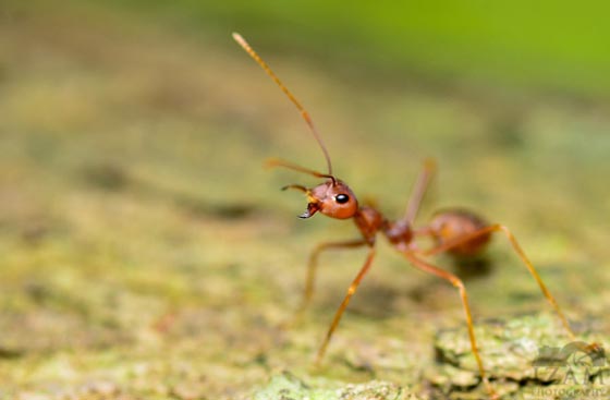 фото муравьев (36)