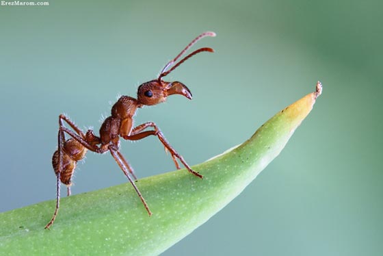 фото муравьев (35)