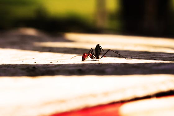 фото муравьев (34)