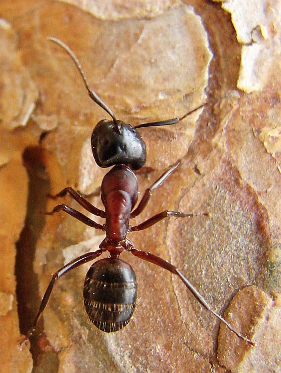 фото муравьев (31)