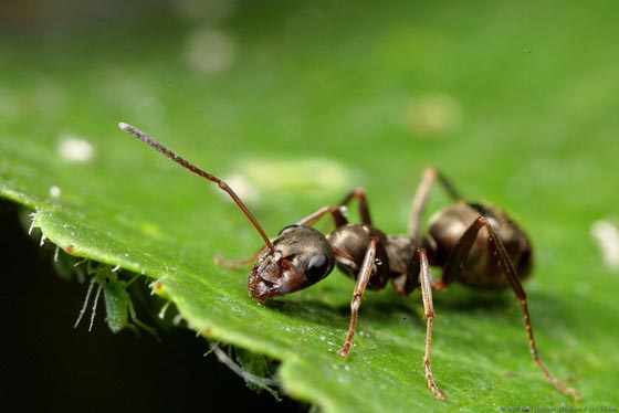 фото муравьев (30)