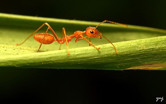 фото муравьев (45)