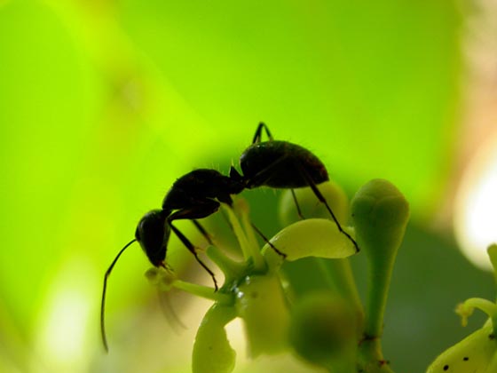 фото муравьев (26)
