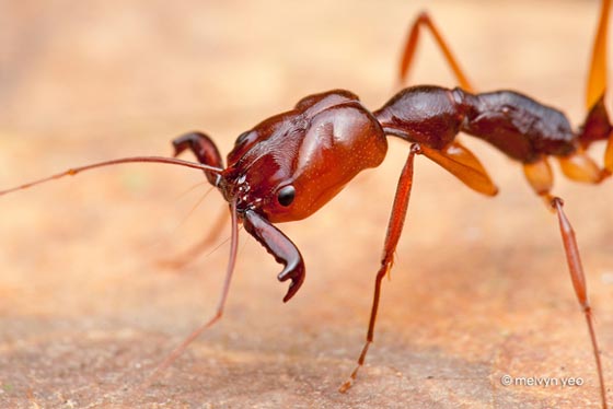 фото муравьев (25)
