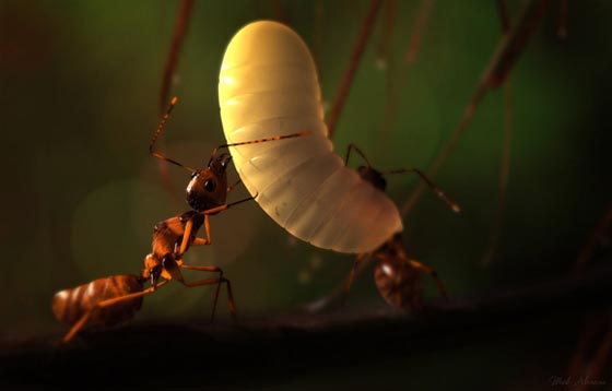 фото муравьев (24)