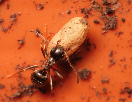 фото муравьев (19)