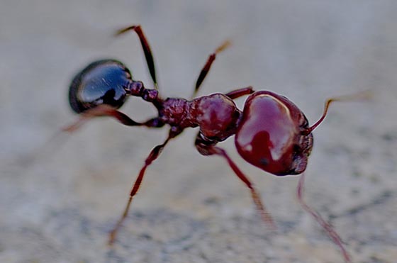 фото муравьев (18)