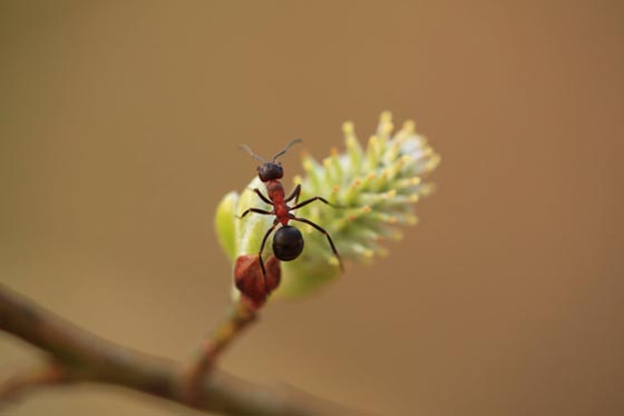 фото муравьев (44)