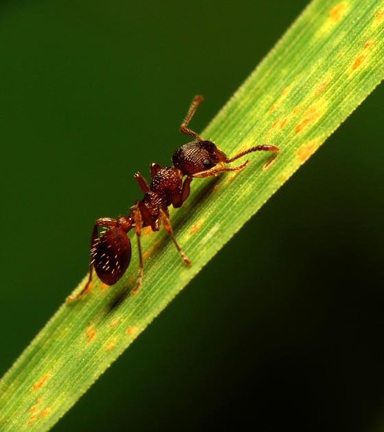 фото муравьев (17)