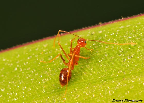 фото муравьев (16)