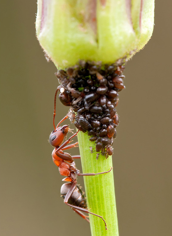 фото муравьев (15)