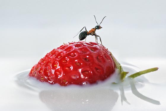 фото муравьев (14)