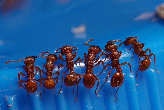 фото муравьев (13)