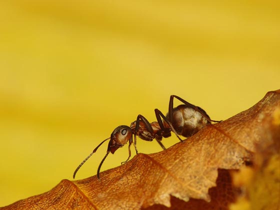 фото муравьев (12)