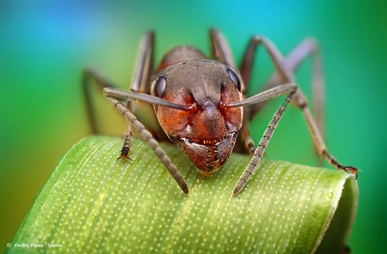 фото муравьев (11)