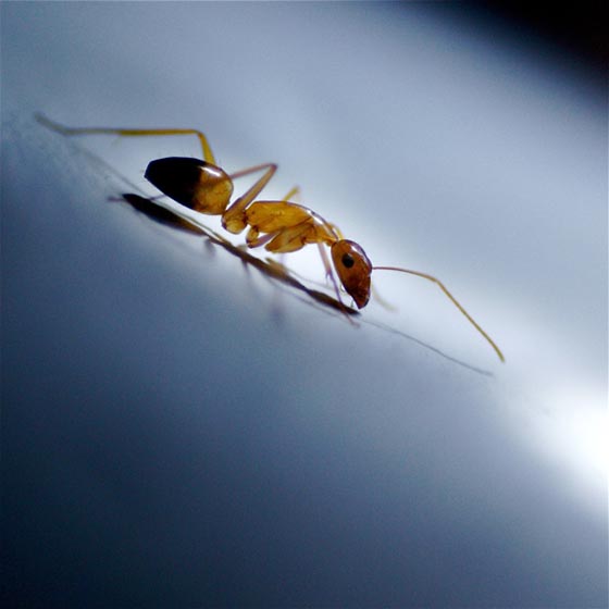 фото муравьев (10)