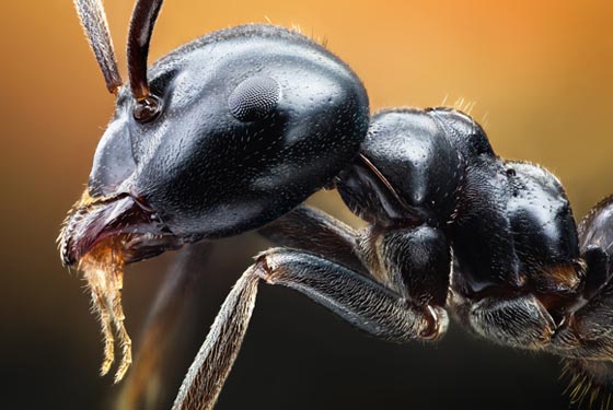 фото муравьев (9)