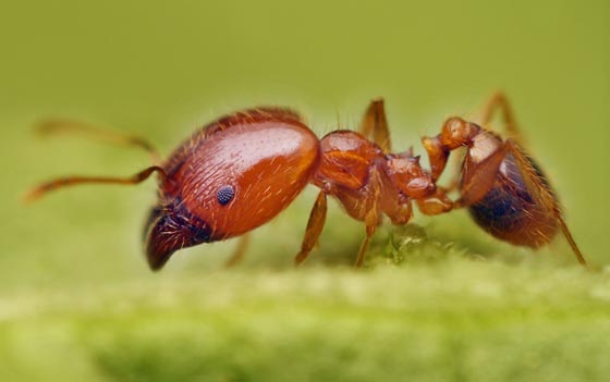 фото муравьев (8)