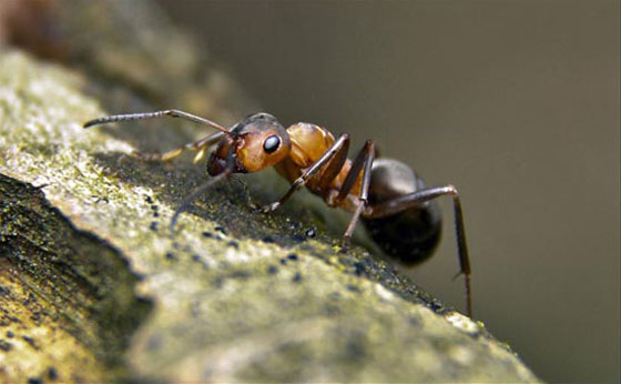 фото муравьев (43)