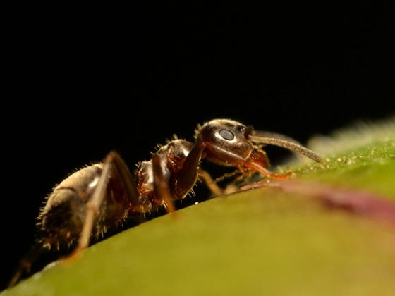 фото муравьев (7)