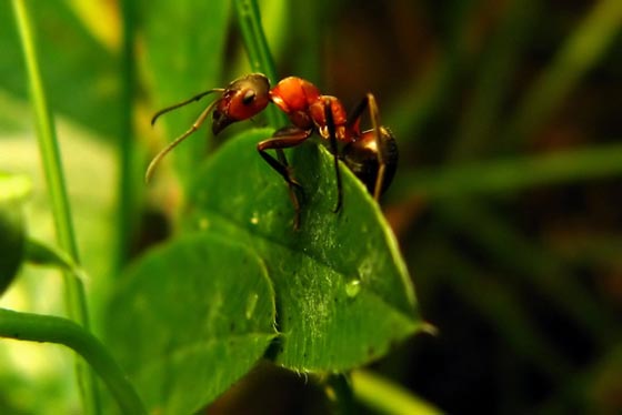 фото муравьев (6)