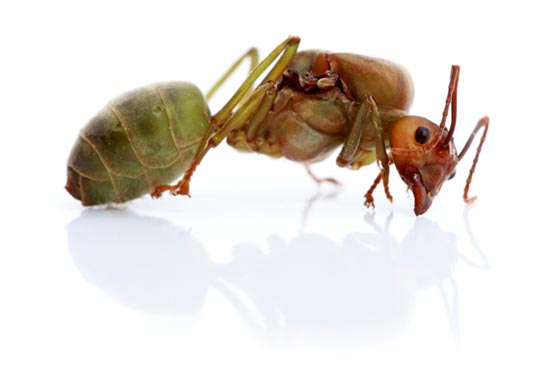фото муравьев (5)