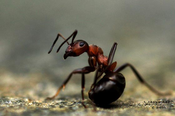 фото муравьев (4)