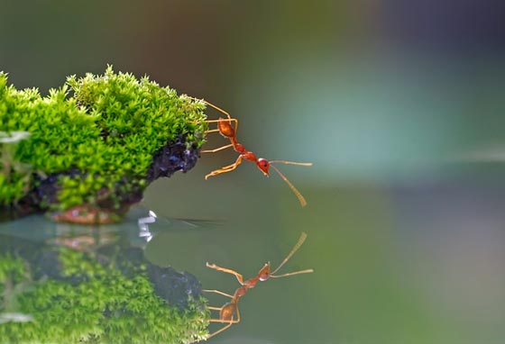 фото муравьев (2)