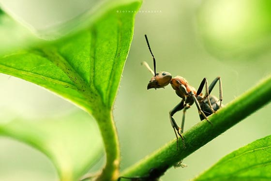 фото муравьев (41)