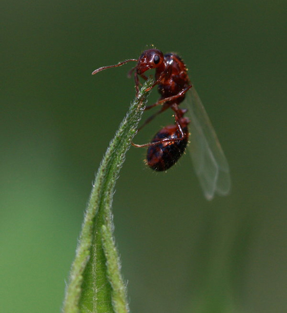 фото муравьев (40)