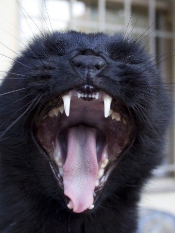 Как зевают кошки (6)