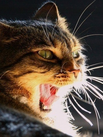 Как зевают кошки (5)