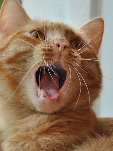 Как зевают кошки (4)