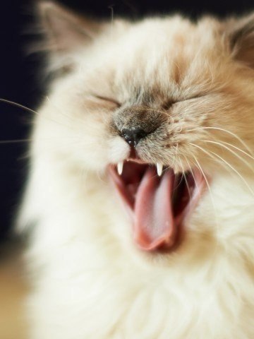 Как зевают кошки (3)