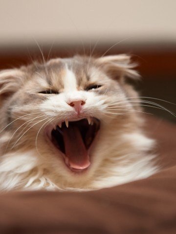 Как зевают кошки (2)