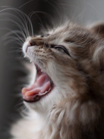 Как зевают кошки (1)