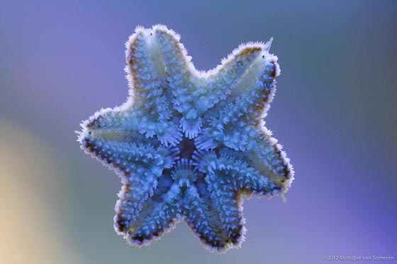 фото морских звезд (4)