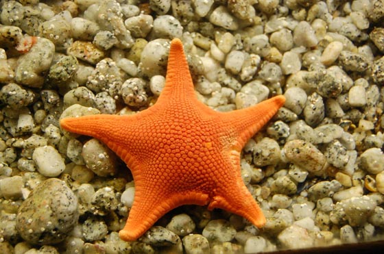 фото морских звезд (17)